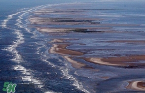 金錢鳘是哪里原產(chǎn)的？金錢鳘的產(chǎn)地在哪里