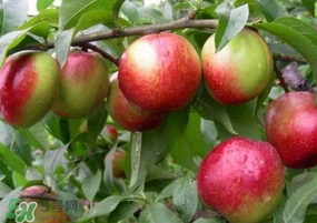 油桃怎么保存？油桃怎么保鮮？