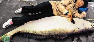 金錢鳘可以人工養(yǎng)殖嗎？黃唇魚(yú)為什么難養(yǎng)殖