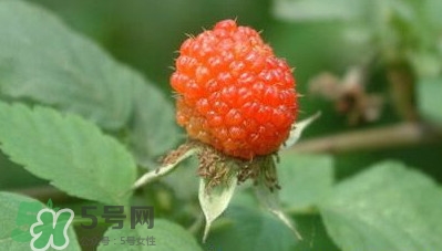 空心泡是否就是覆盆子？覆盆子是水果嗎