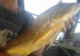 金錢鳘可以人工養(yǎng)殖嗎？黃唇魚為什么難養(yǎng)殖