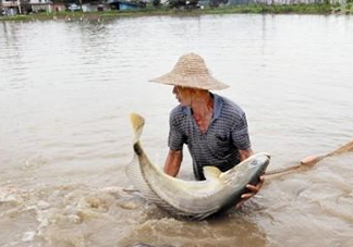 金錢鳘是哪里原產(chǎn)的？金錢鳘的產(chǎn)地在哪里