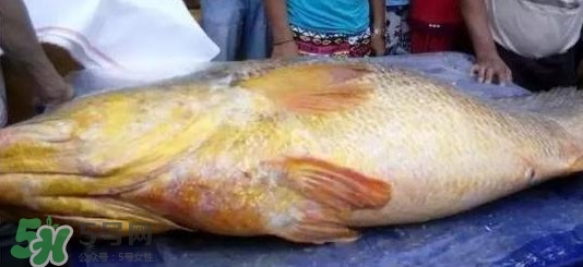 金錢鳘可以人工養(yǎng)殖嗎？黃唇魚(yú)為什么難養(yǎng)殖