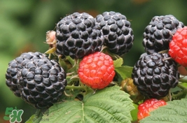 覆盆子哪里有賣？覆盆子多少錢一斤？