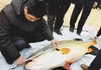 黃唇魚魚鰾真的那么神？黃唇魚魚鰾真實(shí)藥用價(jià)值