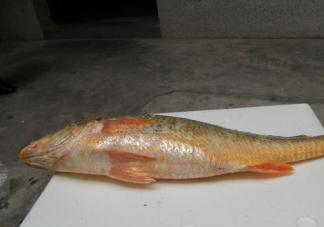 黃唇魚是海魚嗎？黃唇魚是海鮮嗎