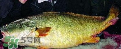 黃唇魚為什么那么有價(jià)值？黃唇魚的價(jià)值