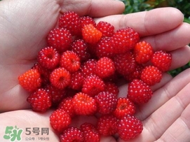 覆盆子是野草莓嗎？覆盆子是桑椹嗎？