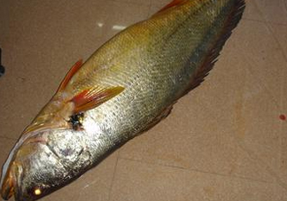 金錢鳘是什么？金錢鳘怎么讀？