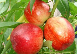 油桃可以榨汁嗎？油桃怎么榨汁？