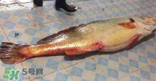 金錢鳘是什么？金錢鳘怎么讀？