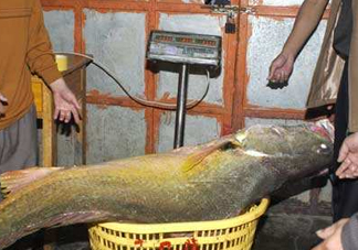 金錢鳘是保護(hù)動(dòng)物嗎？金錢鳘是國(guó)家保護(hù)動(dòng)物嗎