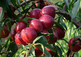 ?油桃是發(fā)物嗎？?油桃是不是發(fā)物？