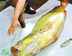 黃唇魚是海魚嗎？黃唇魚是海鮮嗎