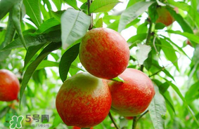 油桃可以榨汁嗎？油桃怎么榨汁？