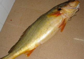 怎么鑒別金錢鳘魚(yú)膠？金錢鳘魚(yú)膠如何分辨真?zhèn)?><p><strong>怎么鑒別金錢鳘魚(yú)膠？金錢鳘魚(yú)膠如何分辨真?zhèn)?/strong></p></a></li> <li><a href=