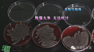 三文魚有刺嗎？三文魚的刺怎么處理