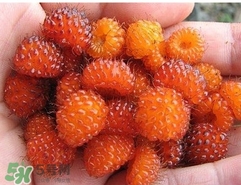 空心泡是否就是覆盆子？覆盆子是水果嗎