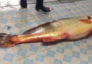 金錢鳘為什么身價(jià)上百萬(wàn)？金錢鳘真這么值錢嗎