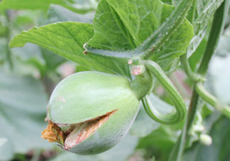 香瓜裂口怎么回事？香瓜裂了怎么辦？