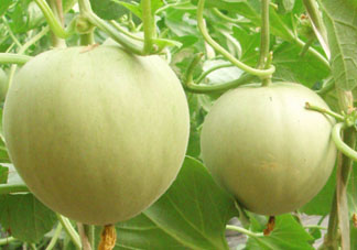 甜瓜為什么坐不住瓜？香瓜坐不住瓜的原因