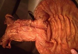 黃唇魚魚鰾是什么？魚鰾是魚的哪個(gè)部位