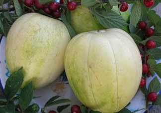 為什么吃甜瓜會嗓子疼？吃甜瓜嗓子疼怎么辦？