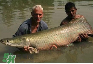 黃唇魚(yú)為什么貴？黃唇魚(yú)有什么藥用價(jià)值？