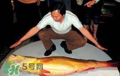 黃唇魚為什么那么有價(jià)值？黃唇魚的價(jià)值