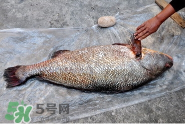 黃唇魚(yú)是不是黃花魚(yú)？黃唇魚(yú)和黃花魚(yú)的區(qū)別