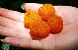 空心泡能吃嗎？空心泡與樹莓的差別