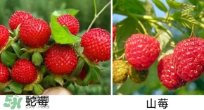 山莓有毒嗎？山莓和蛇莓的區(qū)別