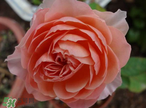 五月份可以扦插月季嗎？5月份適合插月季嗎？