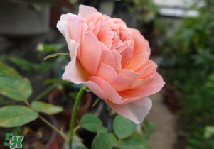 五月份可以扦插月季嗎？5月份適合插月季嗎？