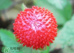 蛇莓是蛇吃的嗎？蛇莓為什么叫蛇莓？