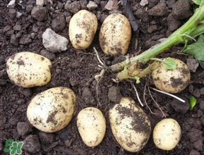 五月份可以種土豆嗎？5月份能種土豆嗎？