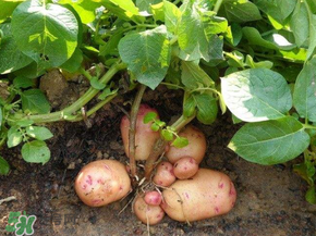 五月份可以種土豆嗎？5月份能種土豆嗎？