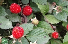 蛇莓是野草莓嗎？蛇莓和野草莓的區(qū)別