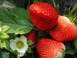 5月份可以種草莓嗎？五月份可以種草莓嗎？