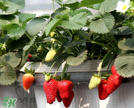 5月份可以種草莓嗎？五月份可以種草莓嗎？