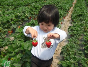 5月份能摘草莓嗎？五月份還有草莓摘嗎？