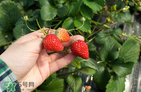 5月份能摘草莓嗎？五月份還有草莓摘嗎？