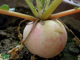 五月份可以種蘿卜嗎？幾月份種蘿卜最合適？