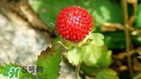 蛇莓收購(gòu)多少一公斤？蛇莓價(jià)格