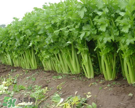 五月份可以種芹菜嗎？芹菜適合什么時(shí)候播種？