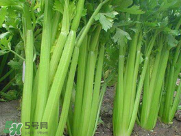 五月份可以種芹菜嗎？芹菜適合什么時(shí)候播種？