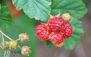 覆盆子孕婦能吃嗎？孕婦能不能吃覆盆子