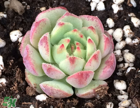 五月份適合種多肉嗎？什么季節(jié)適合種多肉？