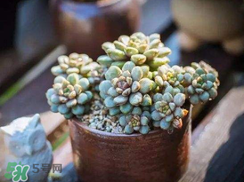 五月份適合種多肉嗎？什么季節(jié)適合種多肉？