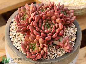 五月份適合種多肉嗎？什么季節(jié)適合種多肉？